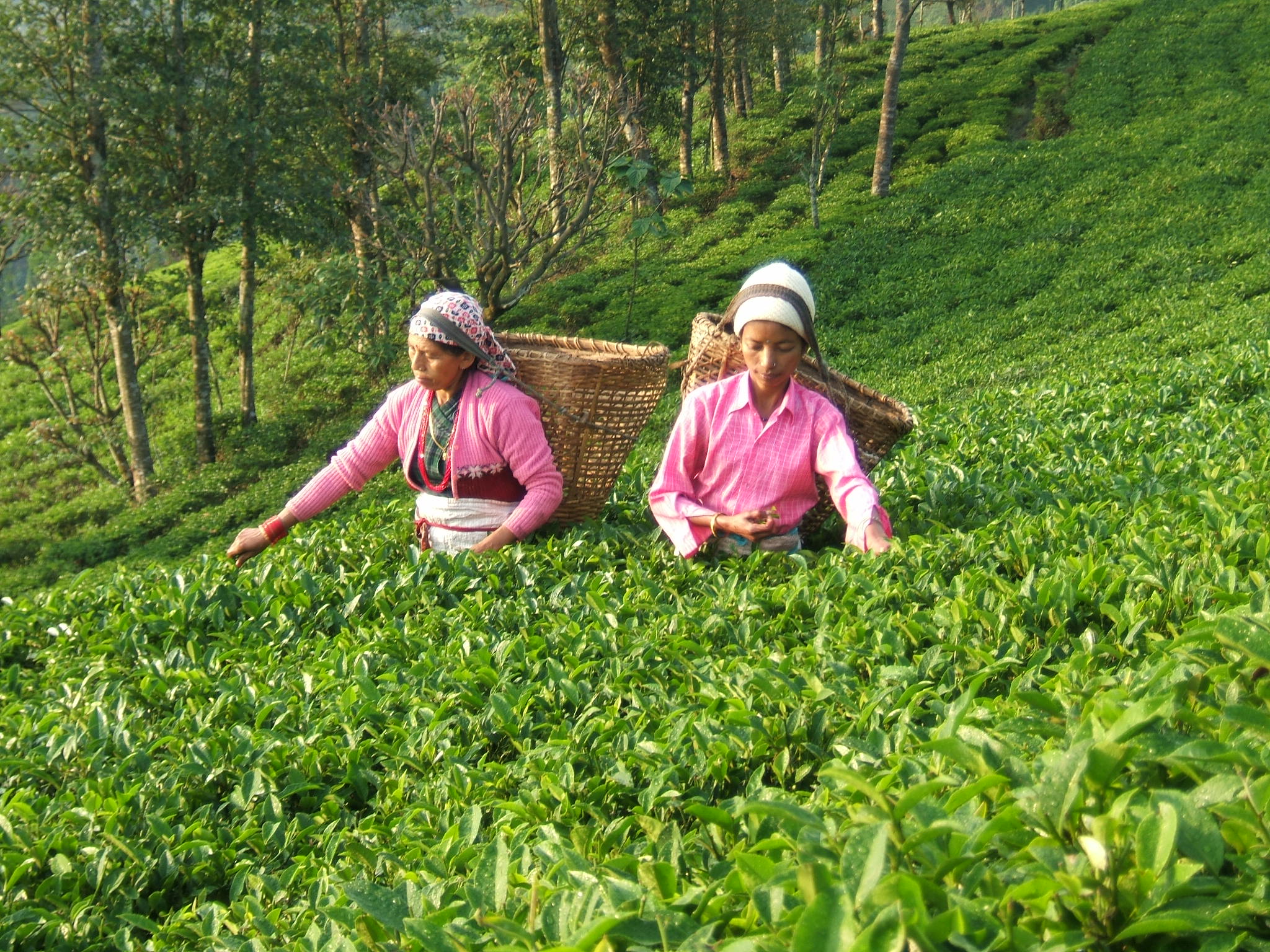 Tea plantationcrops in Arunachal Pradesh