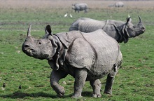 Assam One Horned Rhino