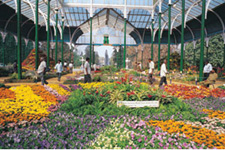 Lalbagh,Beauty of Bangalore,Bangalore garden,India