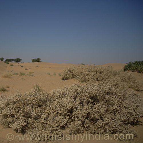 Desert Vegetation Images