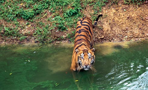 Wildlife Tiger Images