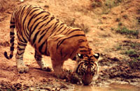 West Bengal, Roayal Bengal Tiger,India